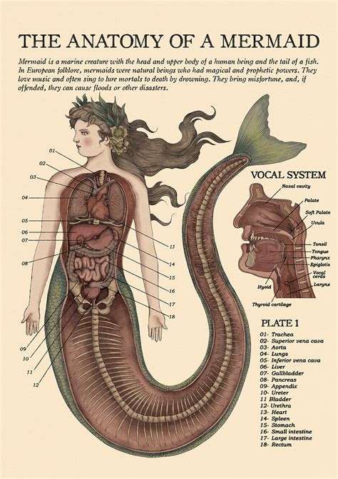 Mermaid diagram. Things To Know About Mermaid diagram. 